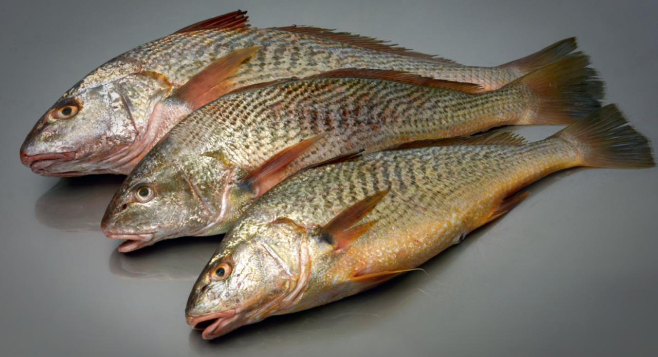 Corvina Rubia